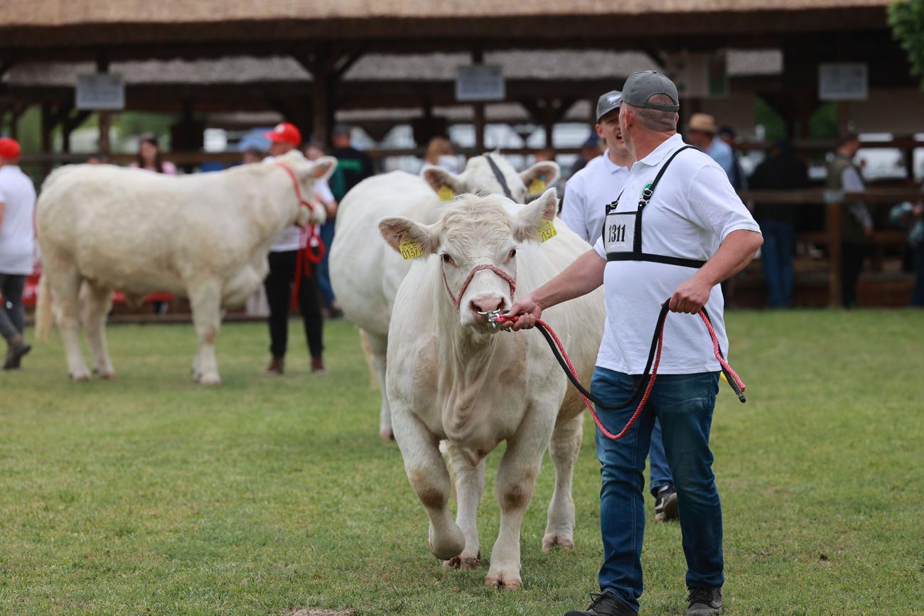 Az érem két oldala